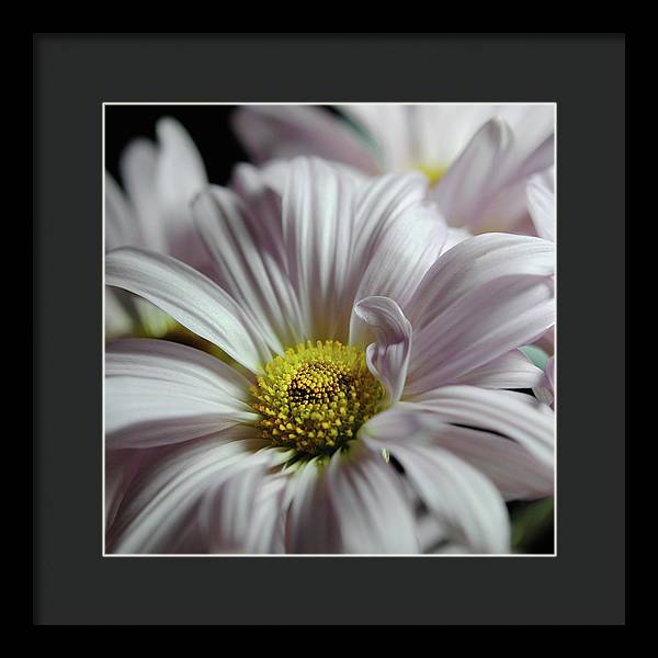 Light Lavender Daisies - Framed Print