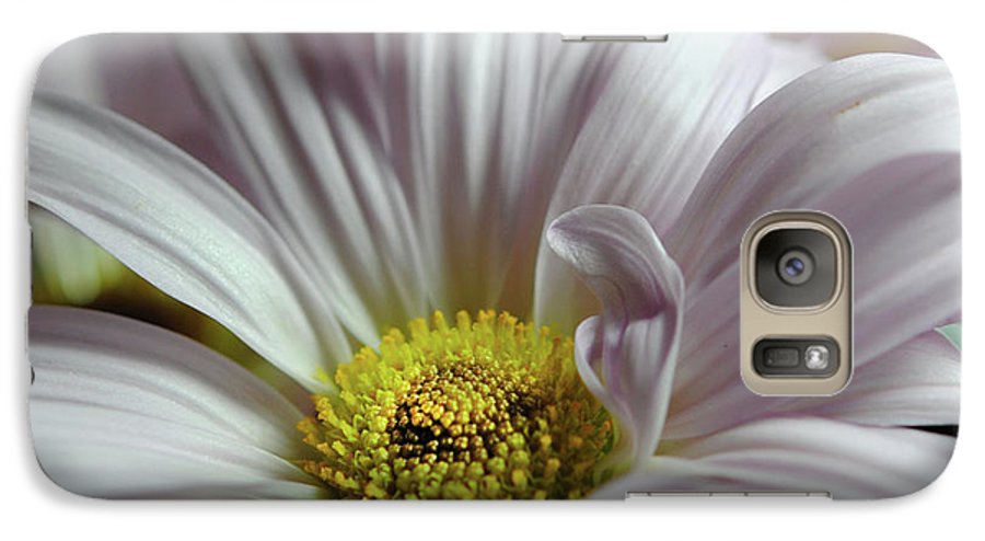 Light Lavender Daisies - Phone Case