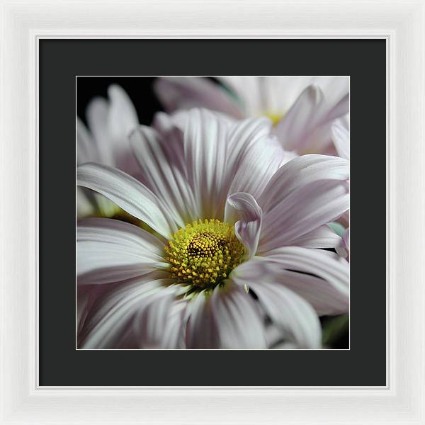 Light Lavender Daisies - Framed Print