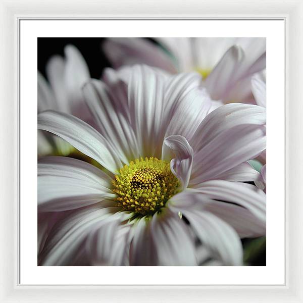 Light Lavender Daisies - Framed Print