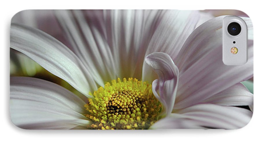 Light Lavender Daisies - Phone Case