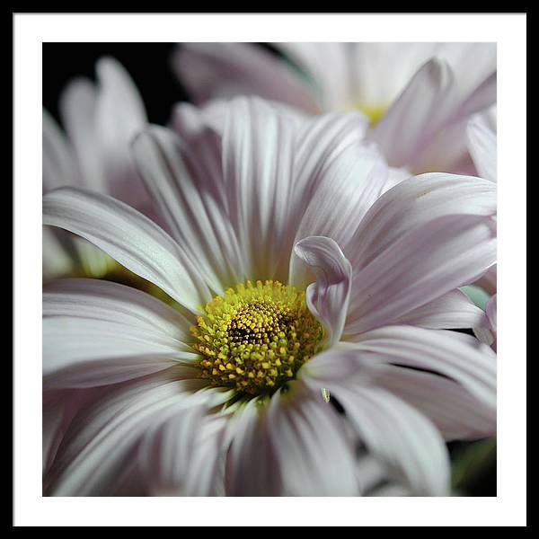Light Lavender Daisies - Framed Print