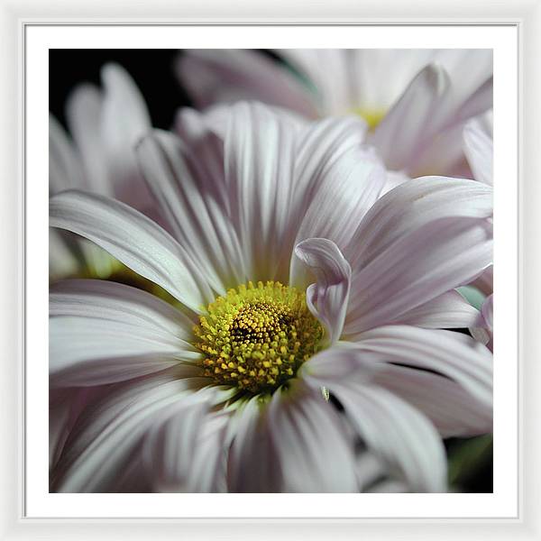 Light Lavender Daisies - Framed Print