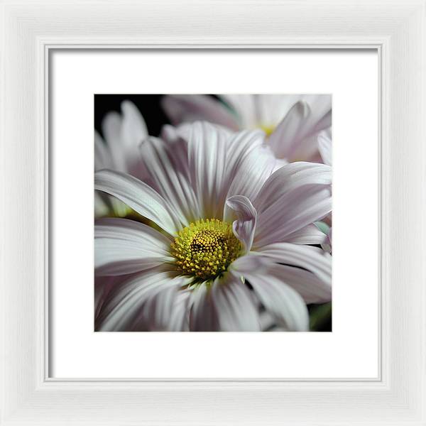 Light Lavender Daisies - Framed Print