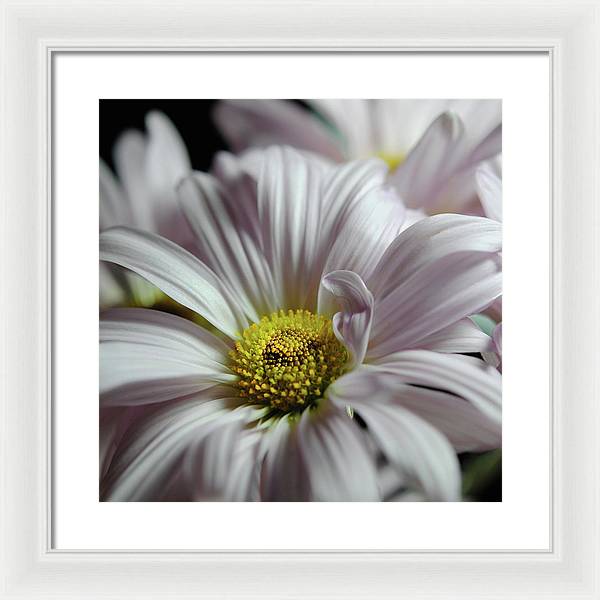 Light Lavender Daisies - Framed Print