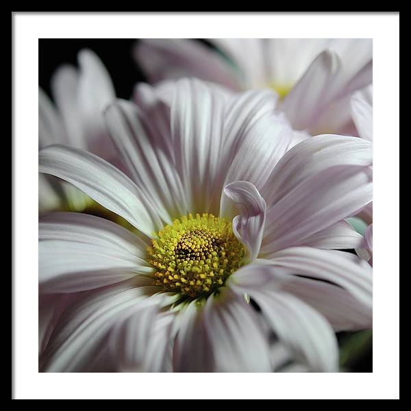 Light Lavender Daisies - Framed Print