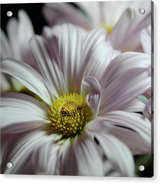 Light Lavender Daisies - Acrylic Print