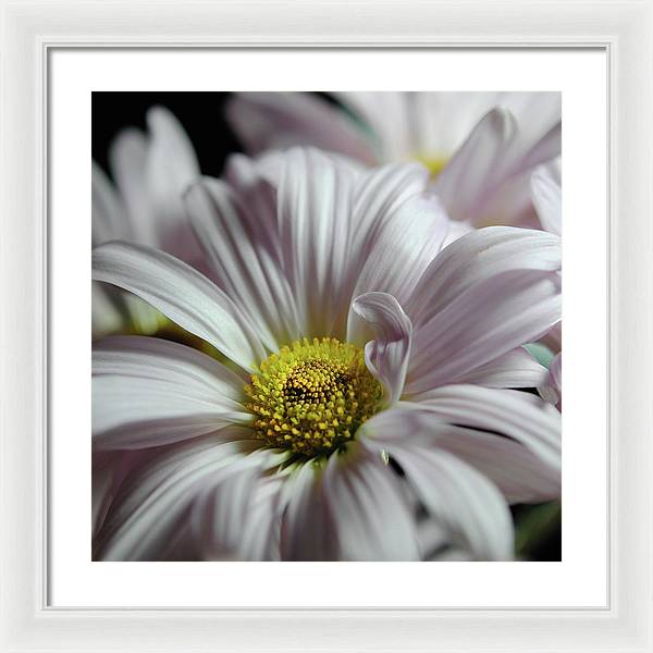 Light Lavender Daisies - Framed Print