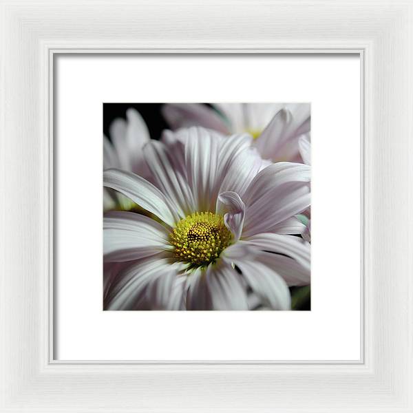Light Lavender Daisies - Framed Print