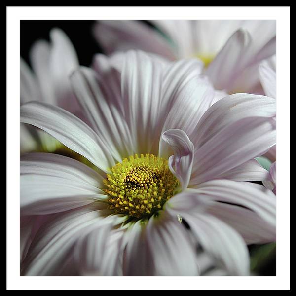 Light Lavender Daisies - Framed Print