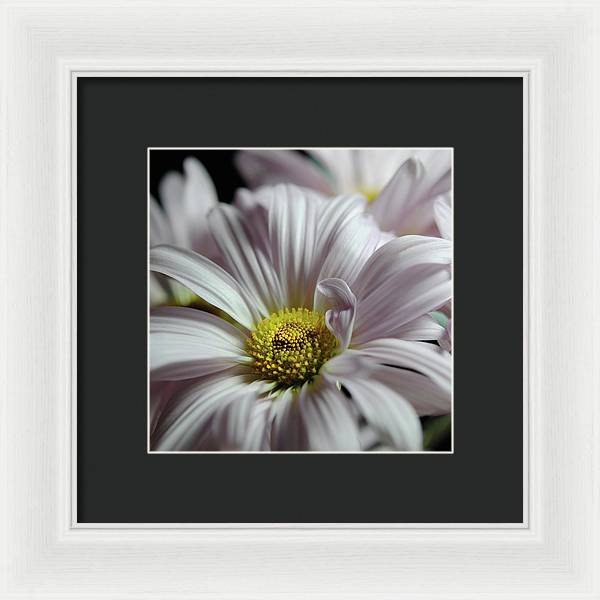 Light Lavender Daisies - Framed Print