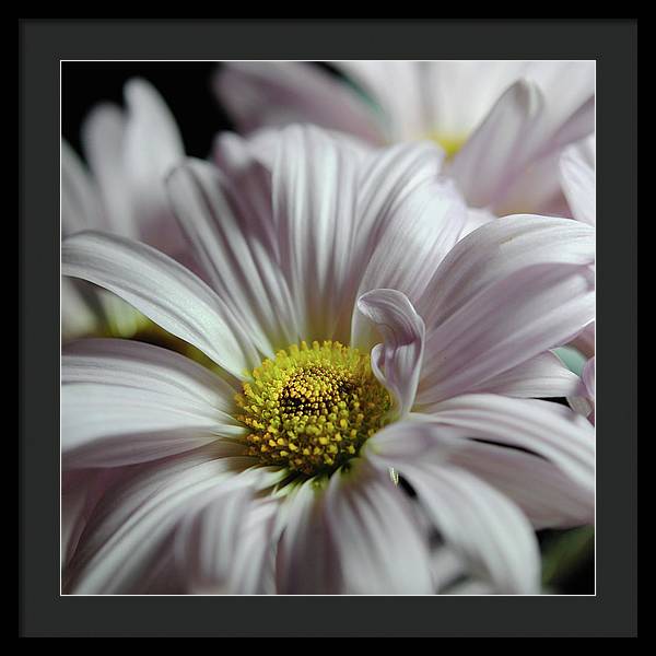 Light Lavender Daisies - Framed Print