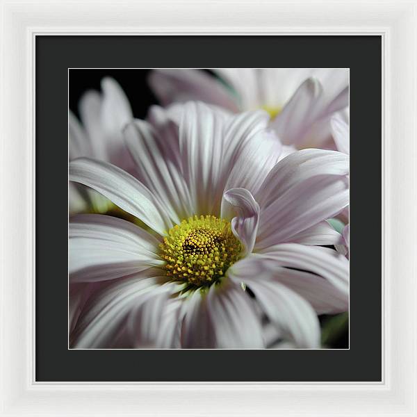 Light Lavender Daisies - Framed Print