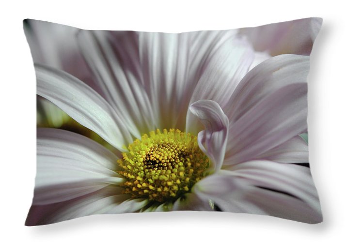 Light Lavender Daisies - Throw Pillow