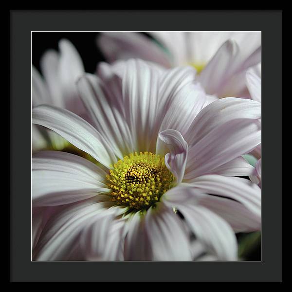 Light Lavender Daisies - Framed Print
