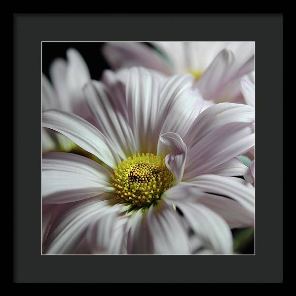 Light Lavender Daisies - Framed Print