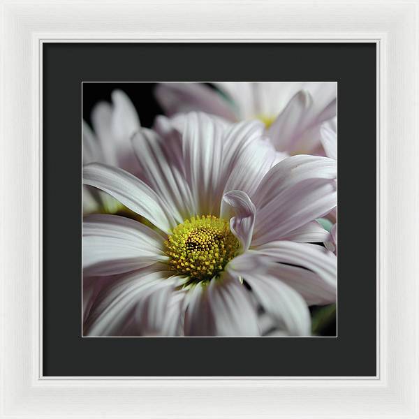 Light Lavender Daisies - Framed Print