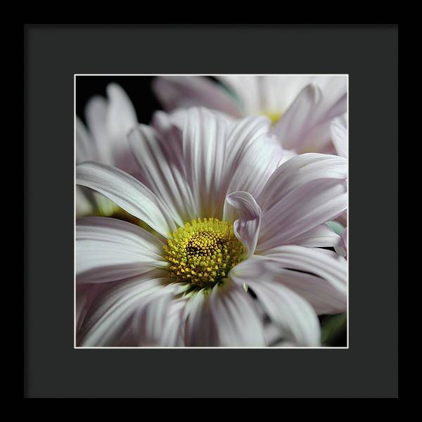 Light Lavender Daisies - Framed Print