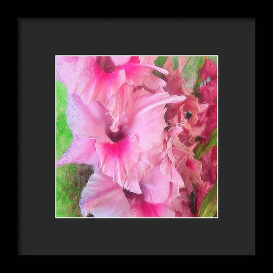 Light Pink Gladiolas - Framed Print