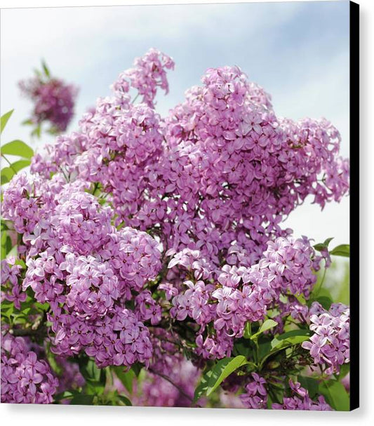 Lilacs With Sky - Canvas Print
