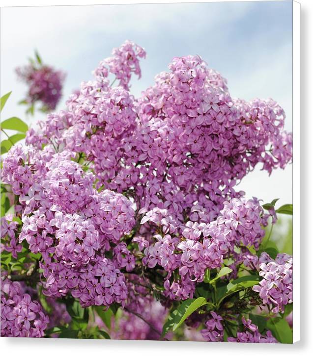 Lilacs With Sky - Canvas Print