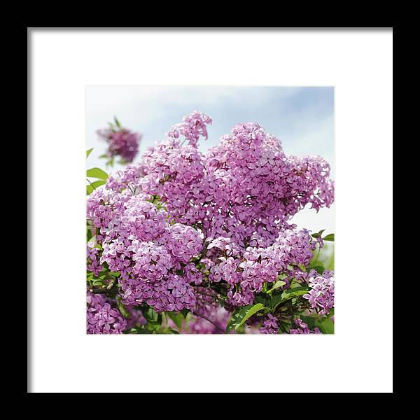 Lilacs With Sky - Framed Print