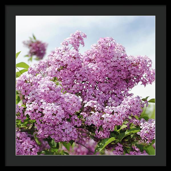 Lilacs With Sky - Framed Print