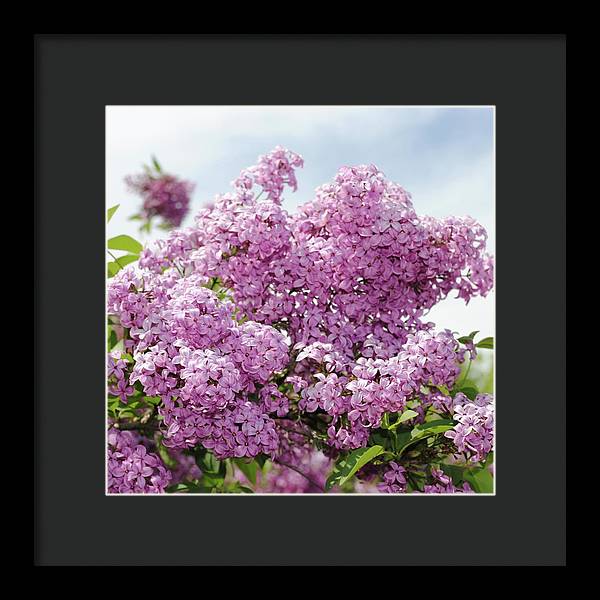 Lilacs With Sky - Framed Print