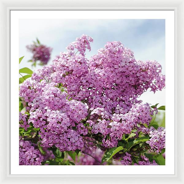 Lilacs With Sky - Framed Print
