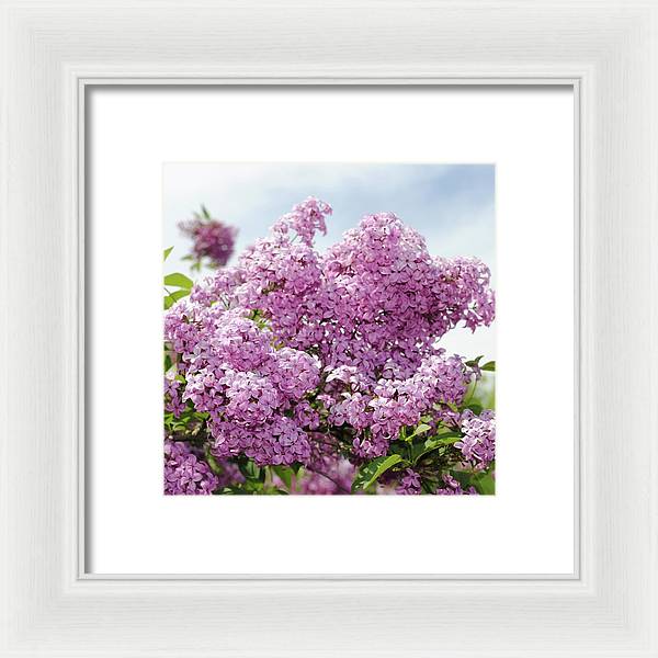 Lilacs With Sky - Framed Print