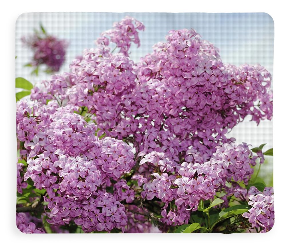 Lilacs With Sky - Blanket