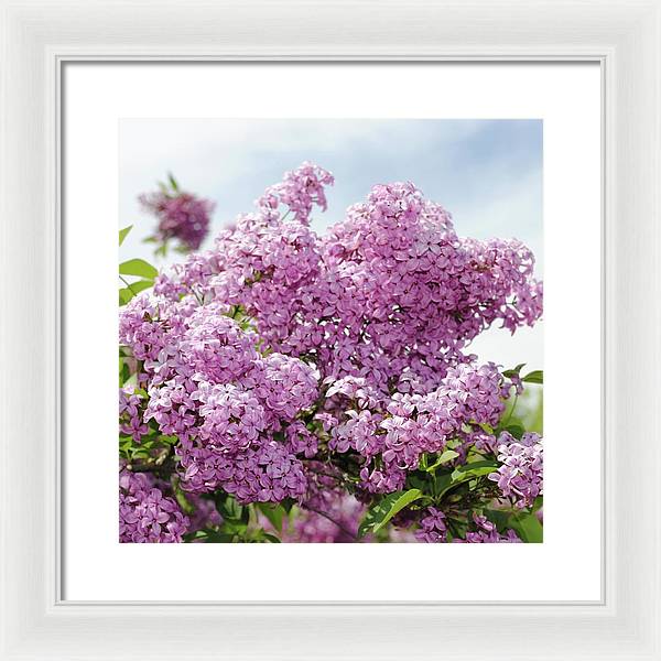 Lilacs With Sky - Framed Print