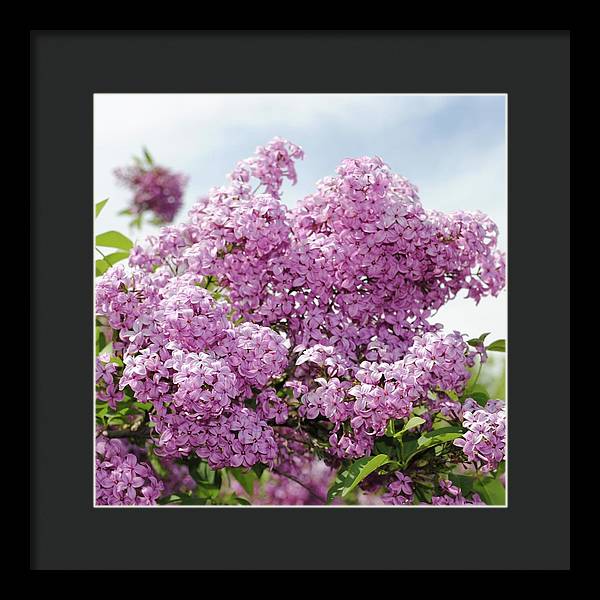Lilacs With Sky - Framed Print
