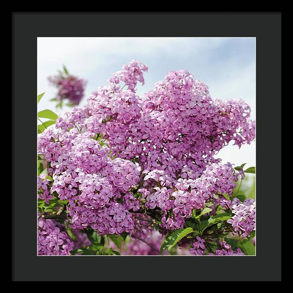 Lilacs With Sky - Framed Print