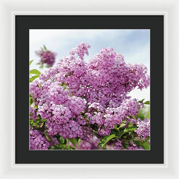 Lilacs With Sky - Framed Print