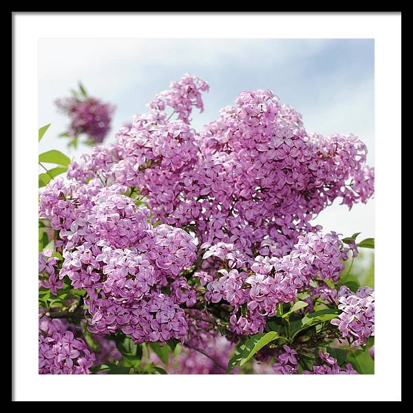Lilacs With Sky - Framed Print