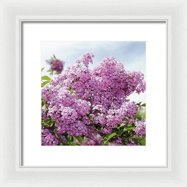 Lilacs With Sky - Framed Print