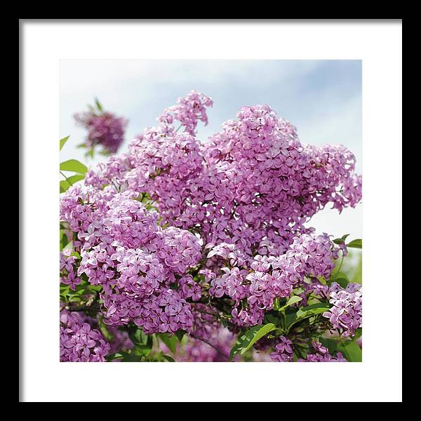 Lilacs With Sky - Framed Print