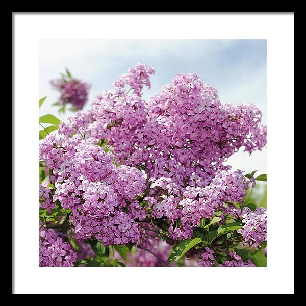 Lilacs With Sky - Framed Print