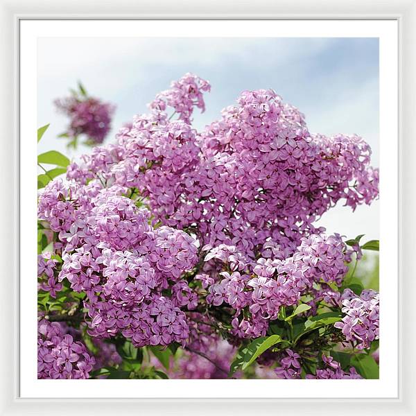 Lilacs With Sky - Framed Print