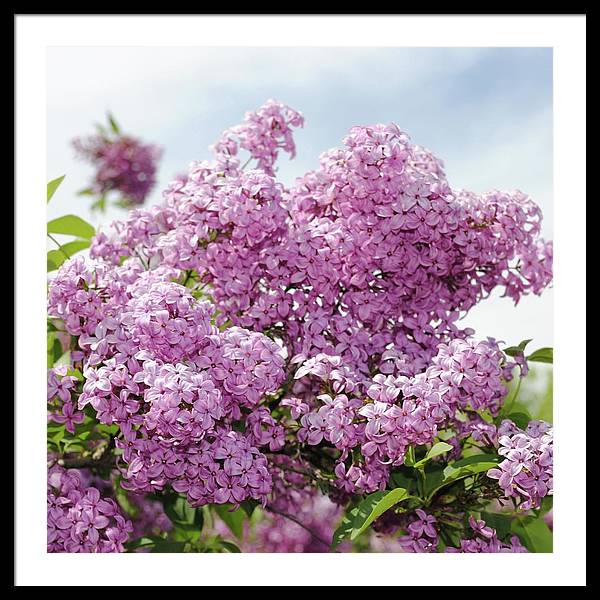 Lilacs With Sky - Framed Print