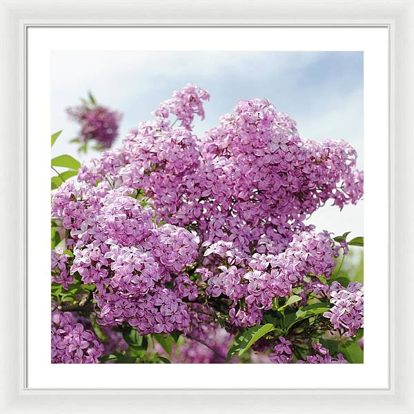 Lilacs With Sky - Framed Print