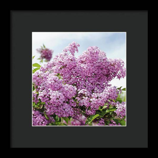 Lilacs With Sky - Framed Print