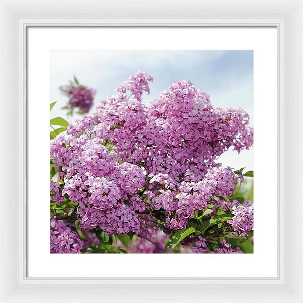 Lilacs With Sky - Framed Print