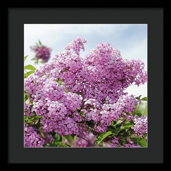Lilacs With Sky - Framed Print