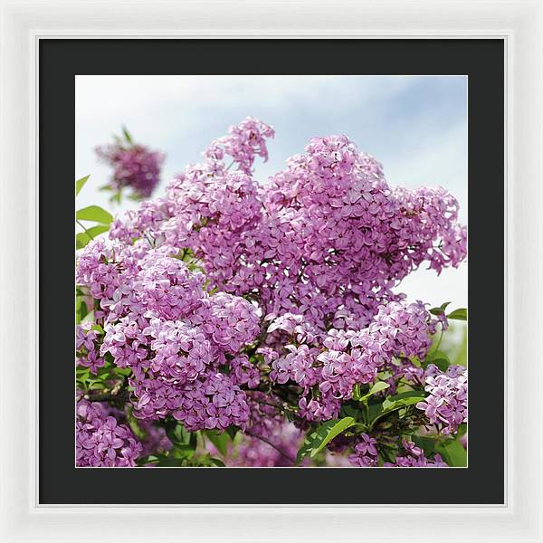 Lilacs With Sky - Framed Print