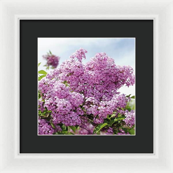 Lilacs With Sky - Framed Print