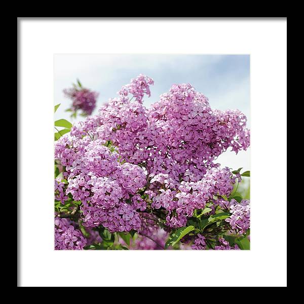 Lilacs With Sky - Framed Print