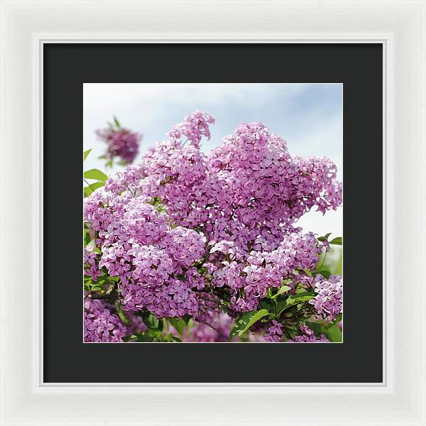 Lilacs With Sky - Framed Print