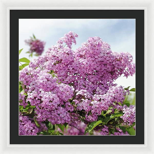 Lilacs With Sky - Framed Print